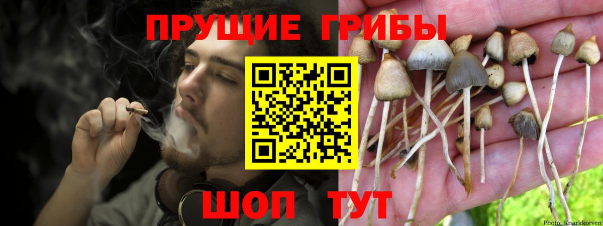 Владимир  Галлюциногенные грибы мицелий  Вход с VPN 